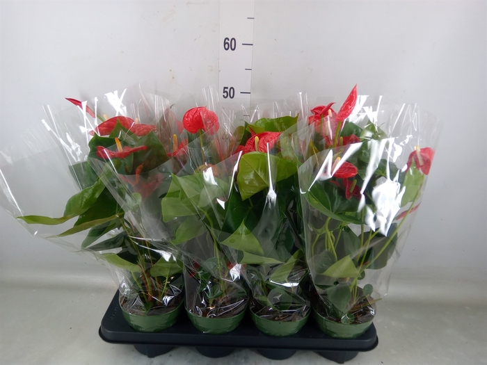 <h4>Anthurium andr. 'Madural'</h4>