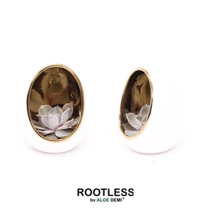 ROOTLESS Echeveria, Egg White Gold