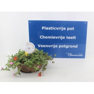 PORT GEM IN POT