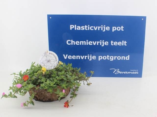 <h4>PORT GEM IN POT</h4>