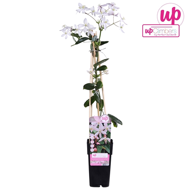 <h4>Clematis armandii Apple Blossom P15</h4>