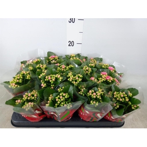 Kalanchoe blos. 'Calandiva Weaver'