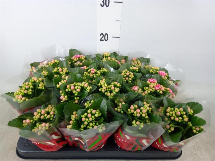<h4>Kalanchoe blos. 'Calandiva Weaver'</h4>
