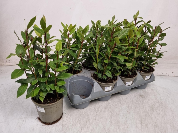 <h4>LAU NOBILIS</h4>