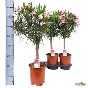 Nerium oleander (Oleander) 19Ø 80cm