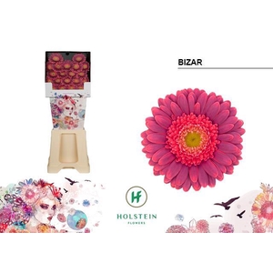 Germini diamond bizar