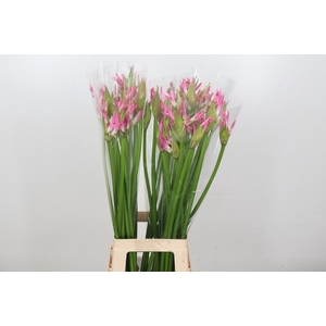 Nerine Bicolor Lipstick