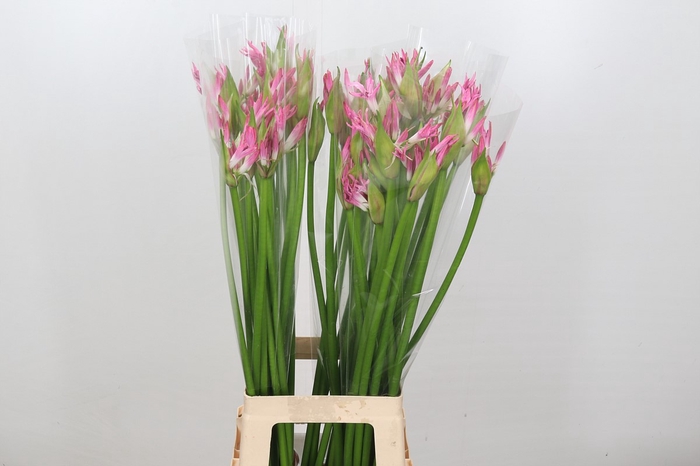 Nerine Bicolor Lipstick