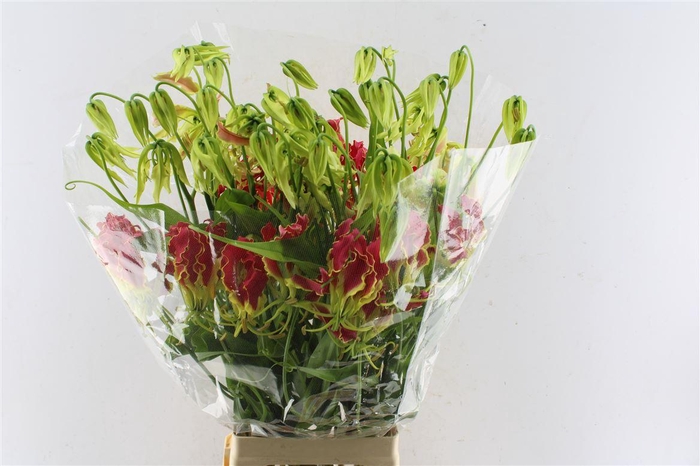 Gloriosa Southern Wind Japan