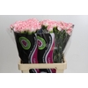Dianthus St Poirot Bianco