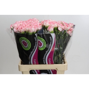 Dianthus St Poirot Bianco