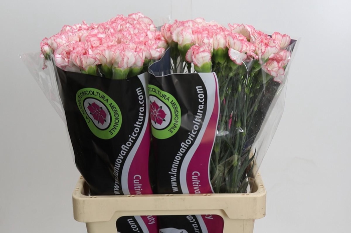 <h4>Dianthus St Poirot Bianco</h4>