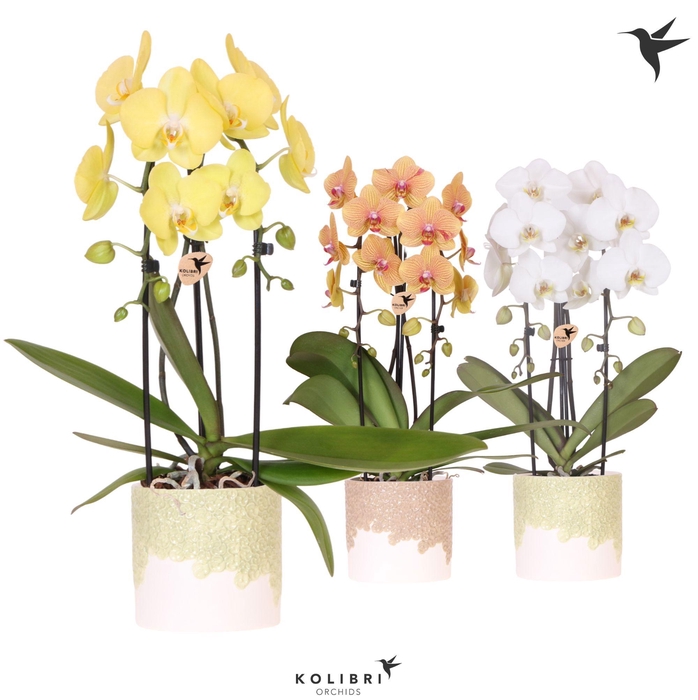 <h4>Kolibri Orchids Phalaenopsis Cascade Niagara Fall mix 2 spike in Bloom pot sand mix</h4>