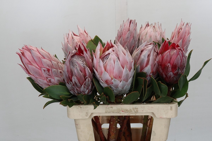 <h4>Protea Cynaroides</h4>