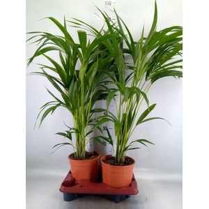 Howea forsteriana