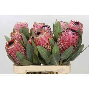 PROTEA MAGNIFICA