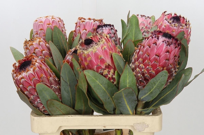 <h4>PROTEA MAGNIFICA</h4>