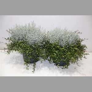Leucoph Brownii + Muehlenbeckia