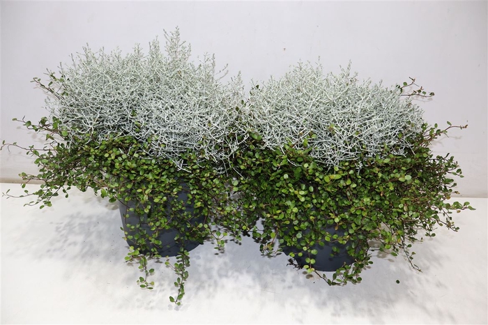 <h4>Leucoph Brownii + Muehlenbeckia</h4>