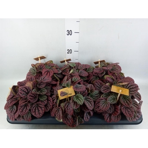 Peperomia