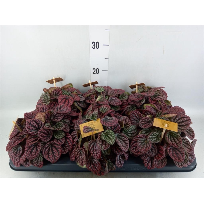 <h4>Peperomia</h4>