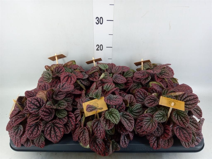 Peperomia