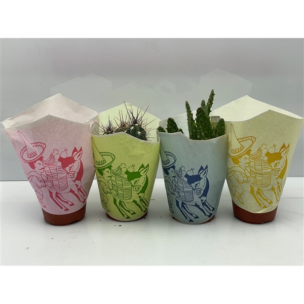 <h4>164 Cactus papierhoes 10,5 cm</h4>