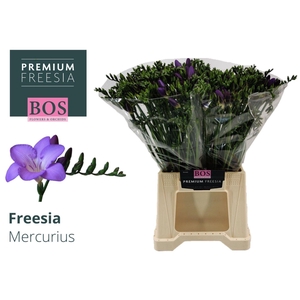Freesia enk Mercurius