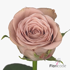 Rosa large cappuccino