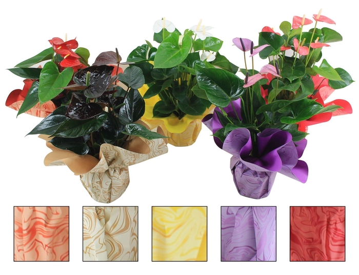 <h4>Anthurium Flamingomix 14cm in mooie marmerlook rondello</h4>