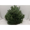 NOBILIS WITBAND 5 KG