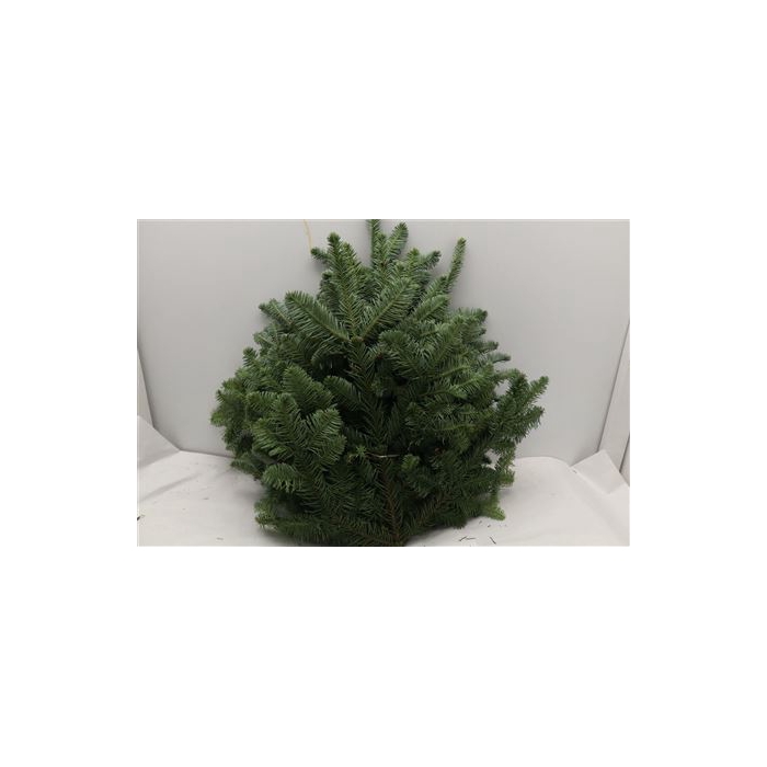 <h4>NOBILIS WITBAND 5KG</h4>