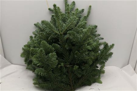 <h4>NOBILIS WITBAND 5KG</h4>