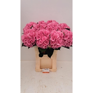 Hydr RoyalLovePink (GROWER DIRECT)