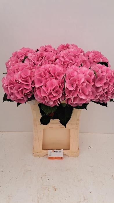 <h4>Hydr M Royal Love</h4>