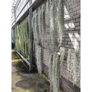 tillandsia usneoides