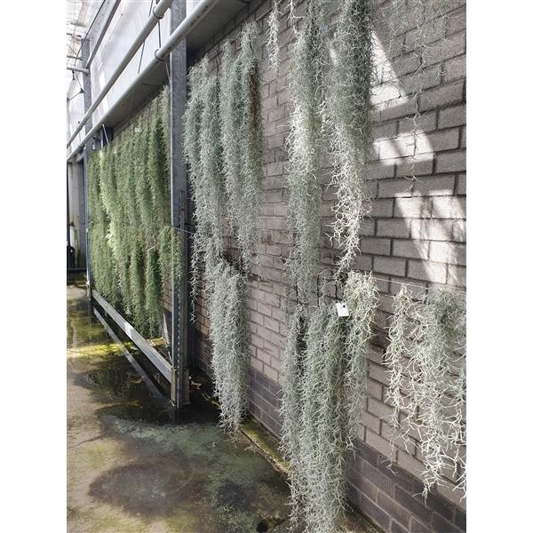 <h4>tillandsia usneoides</h4>