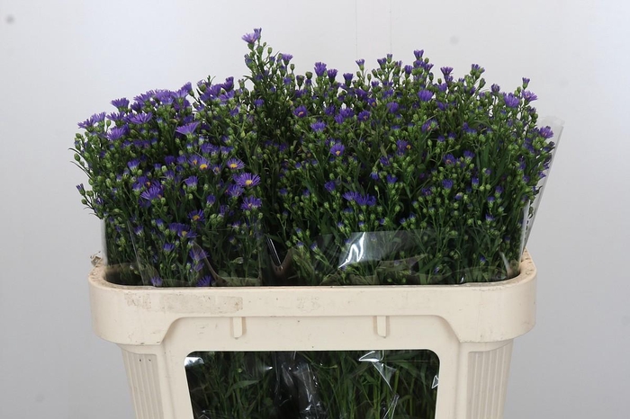 <h4>Aster Casamare</h4>