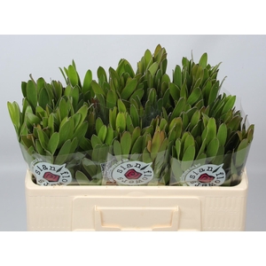 LEUCAD SAF GOLDSTRIK