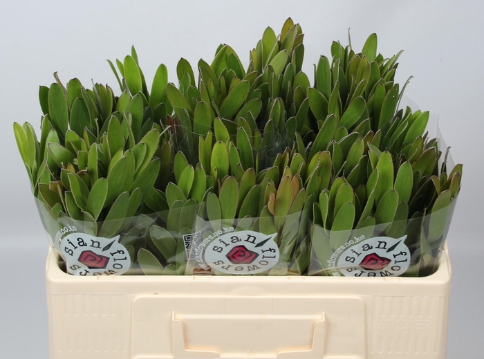 <h4>LEUCAD SAF GOLDSTRIK</h4>