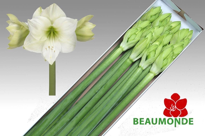 <h4>HIPP GA CASABLANCA</h4>