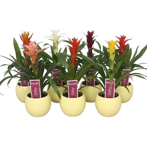 Guzmania gemengd in gele bolpot