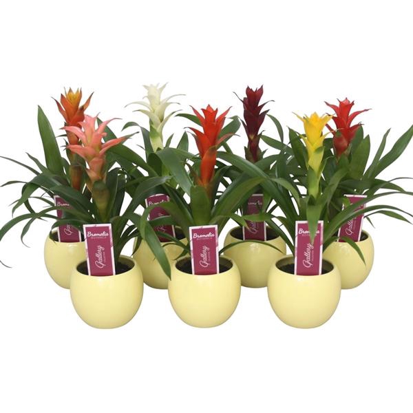 <h4>Guzmania gemengd in gele bolpot</h4>