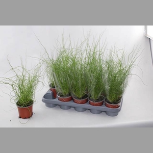 JUNCUS EF SPIRALIS