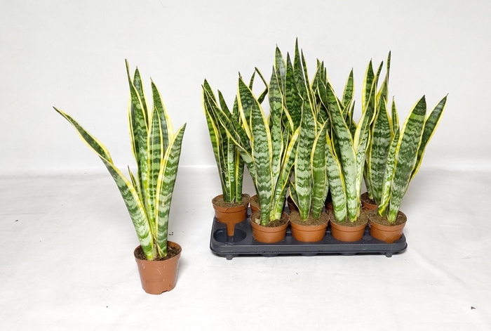 <h4>SANSEV LAURENTII</h4>