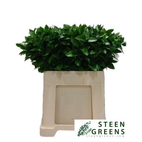 <h4>RUSCUS HYPOPHYLLUM</h4>