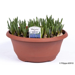 MUSCARI ARMENIACUM