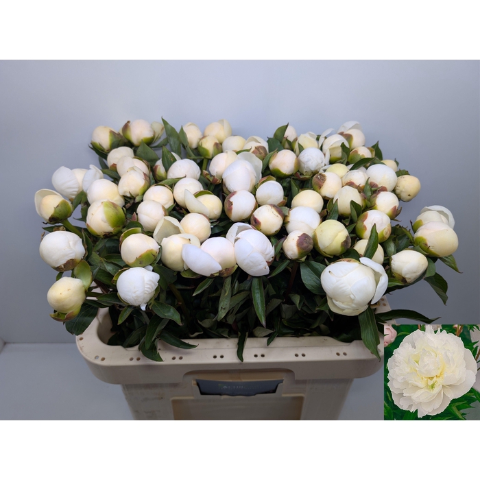 <h4>PAEO L DUCHES D NEMO</h4>