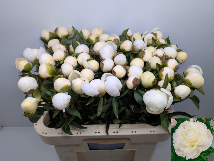 PAEO L DUCHES D NEMO