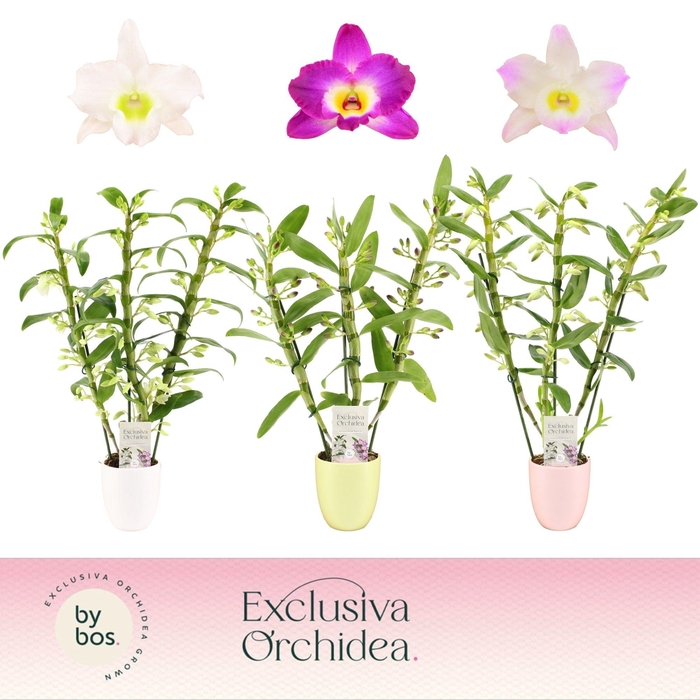 <h4>Dendrobium Nobilé, Mix 3-spike in Lotte 'Exclusiva Orchidea'</h4>